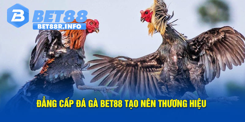 Đá gà trực tuyến - Sảnh game hấp dẫn nhiều trận đấu