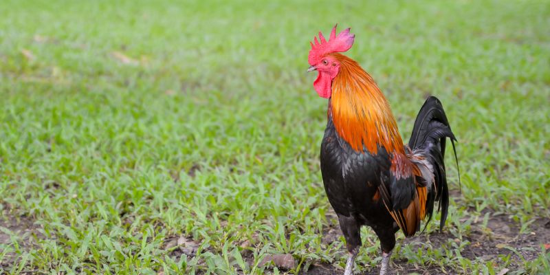 Kinh nghiệm gia tăng thêm tỷ lệ thắng siêu lớn